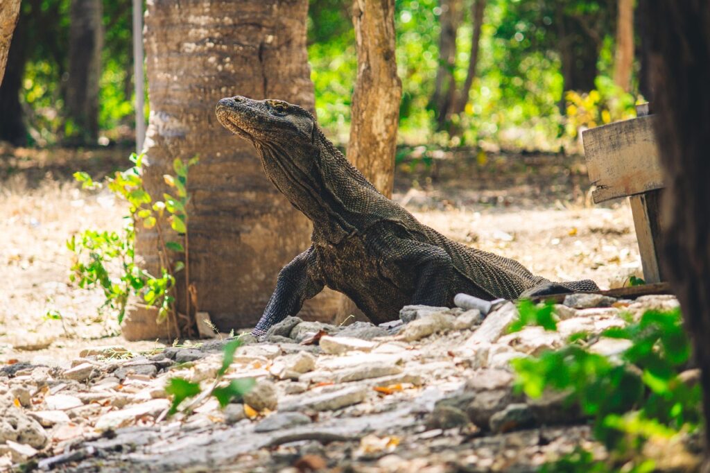 komodo, reptile, lizard, animal, dragon, nature, asia, indonesia, wild, species