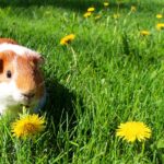 Sasu the Guinea Pig