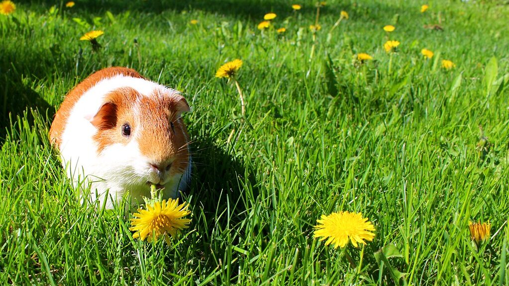 Sasu the Guinea Pig