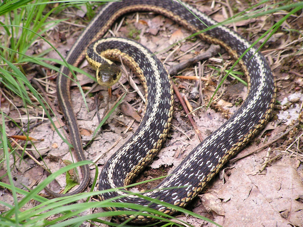 Garter Snake (Thamnophis sirtalis)