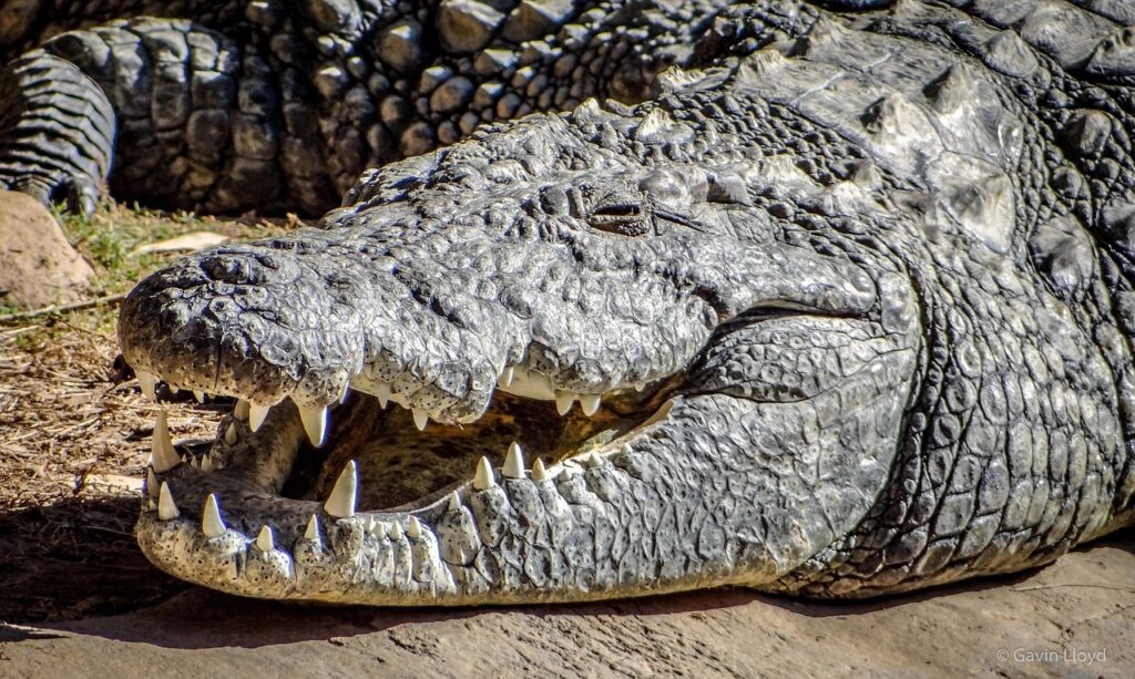 Alligators and Crocodiles: Guardians of the Underworld