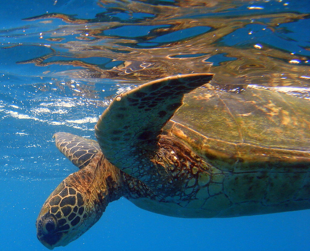 Some Species Can Hold Their Breath for Hours
