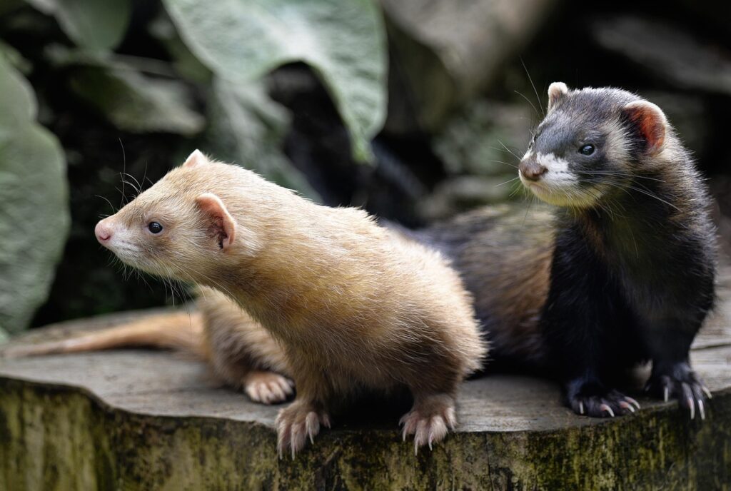 ferret, mammals, mustelid, animals, nature, wildlife, amphibious, ferret, ferret, ferret, ferret, ferret