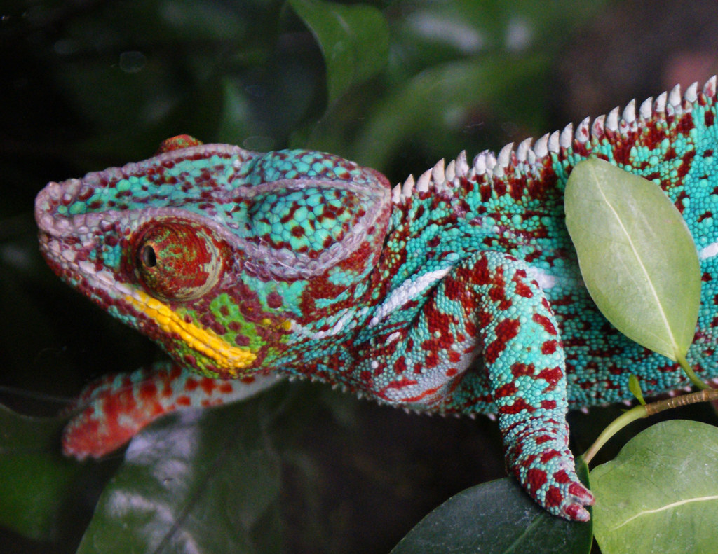 chameleon