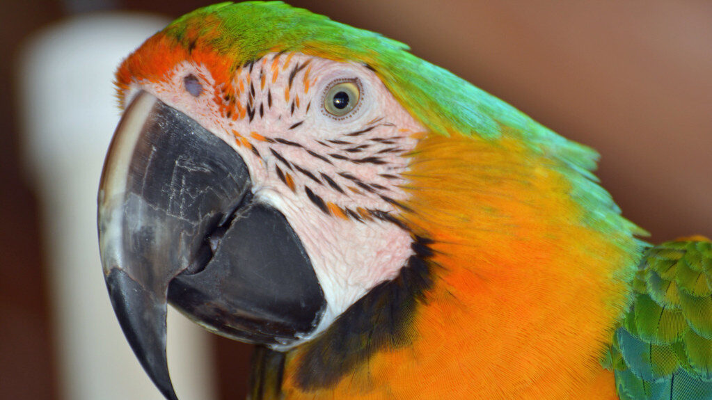 yellow and green Parrot