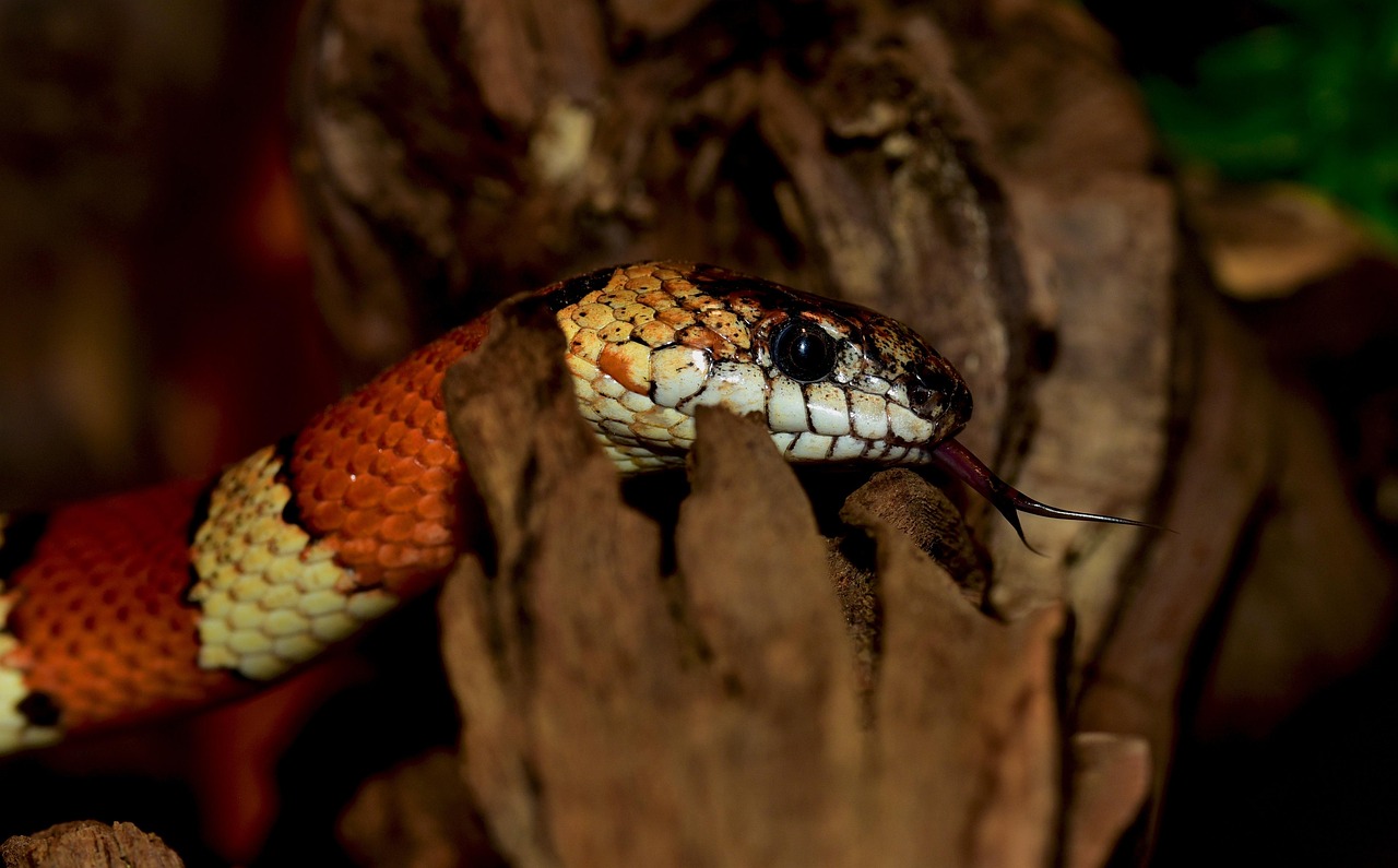 kingsnake, line, banded, red, black, multicoloured, attentive, on the lurk, lampropeltis, non toxic, choke snake, orange, kingsnake, kingsnake, kingsnake, kingsnake, kingsnake