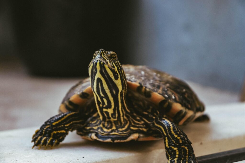 Long-Term Shell Damage and Health Implications