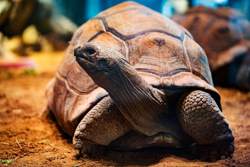 Reptilia - Albuquerque, New Mexico