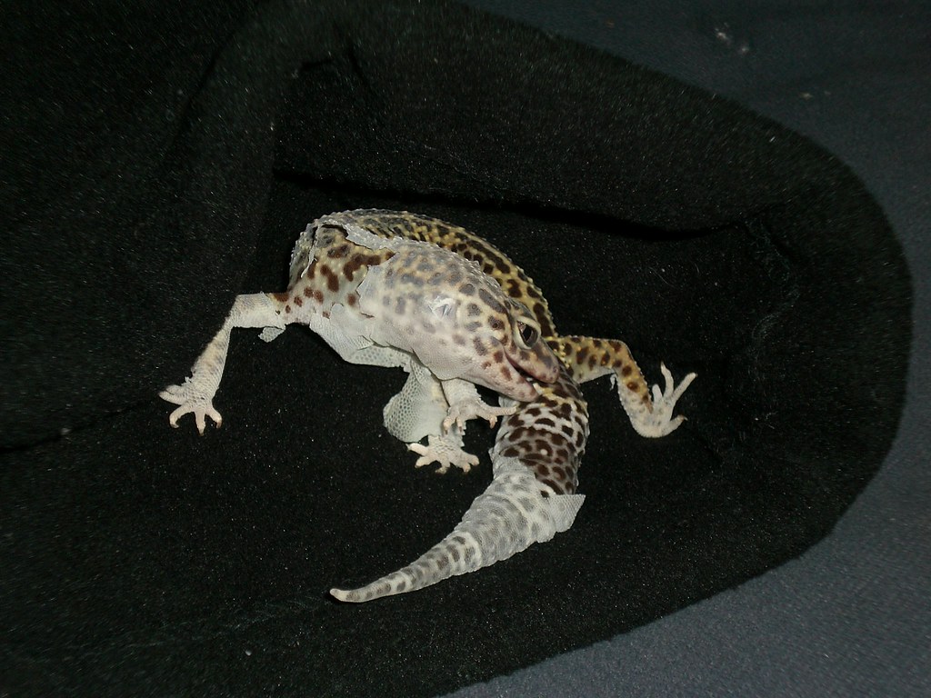 Shedding Support and Monitoring