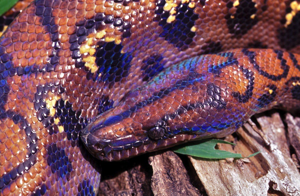 Rainbow Boa (Epicrates cenchria)