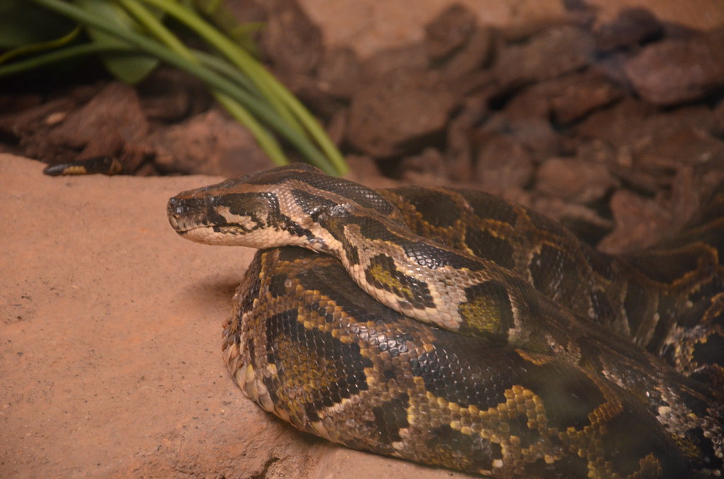 Reticulated Python