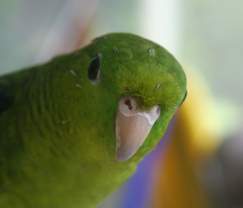 Fledgling Green-Rumped Parrotlet
