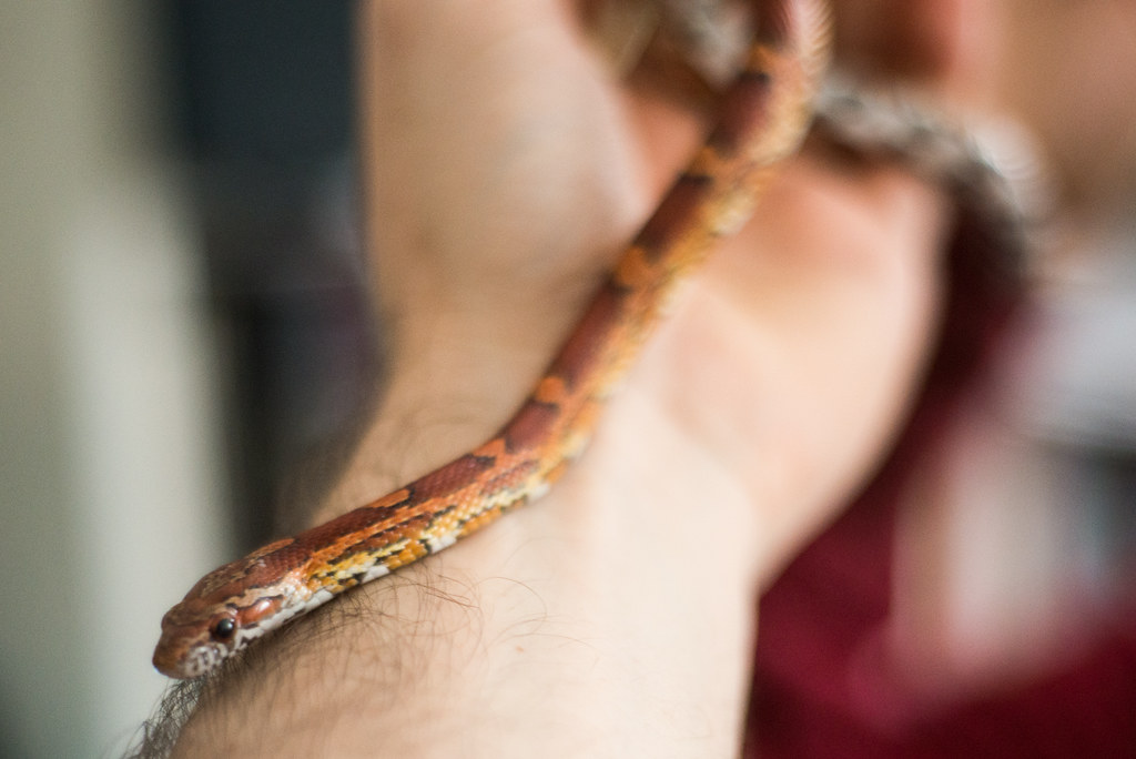 pet snake being handled