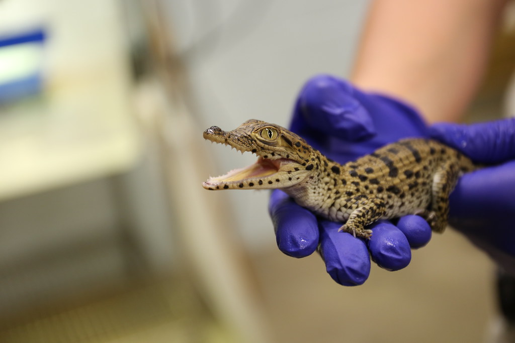 The Limbic System: Emotion and Memory in Crocodilians
