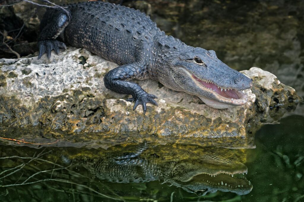 Close-up of an alligator resting on a rock, reflecting in the water.