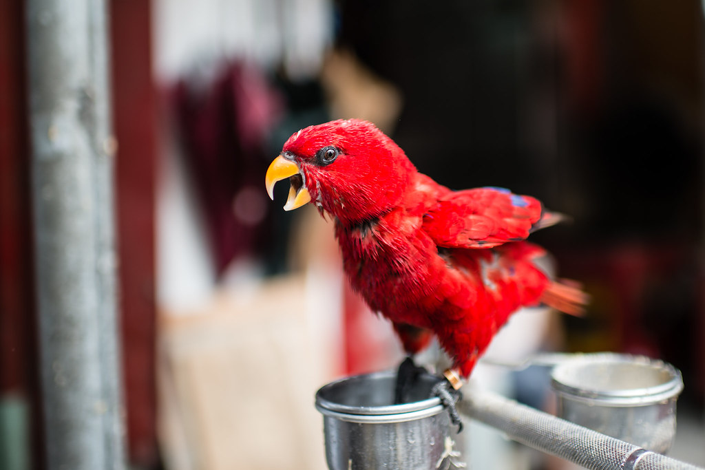 Parrot perched on its food bowl
