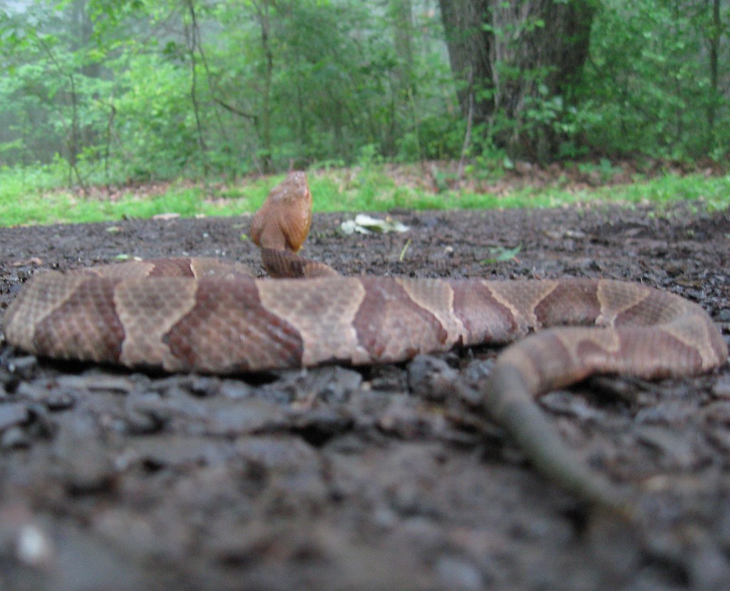 Northern Copperhead Snake in Morgan County, West Virginia