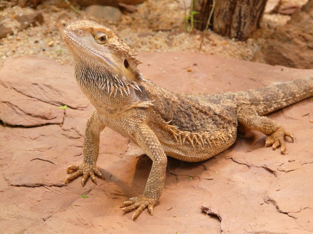 bearded dragon, nature, farbbartagame, schuppenkriechtier, agame, reptile, lizard, animal, creature, dry, stone