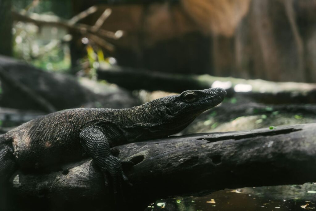 Close-up of a Komodo dragon resting on a log in verdant wildlife surroundings.