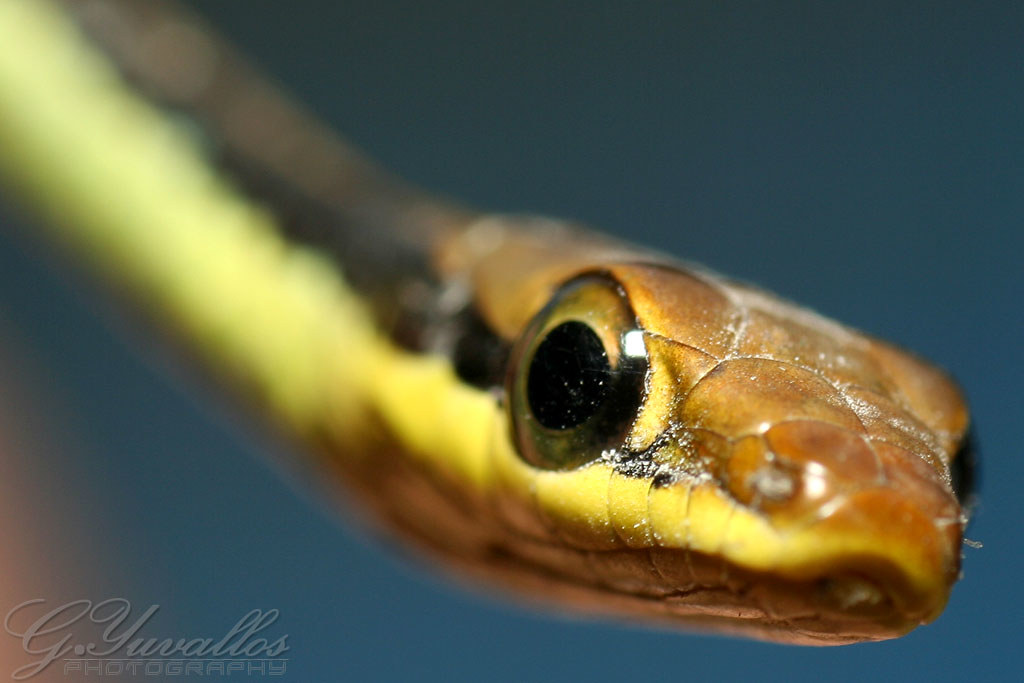 Garter Snake