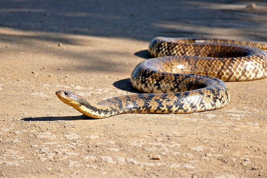 The False Water Cobra: Hooded Bluffer