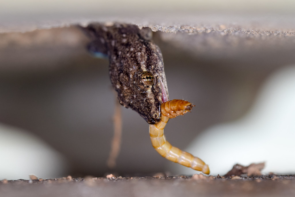 Gecko eating a meal worm