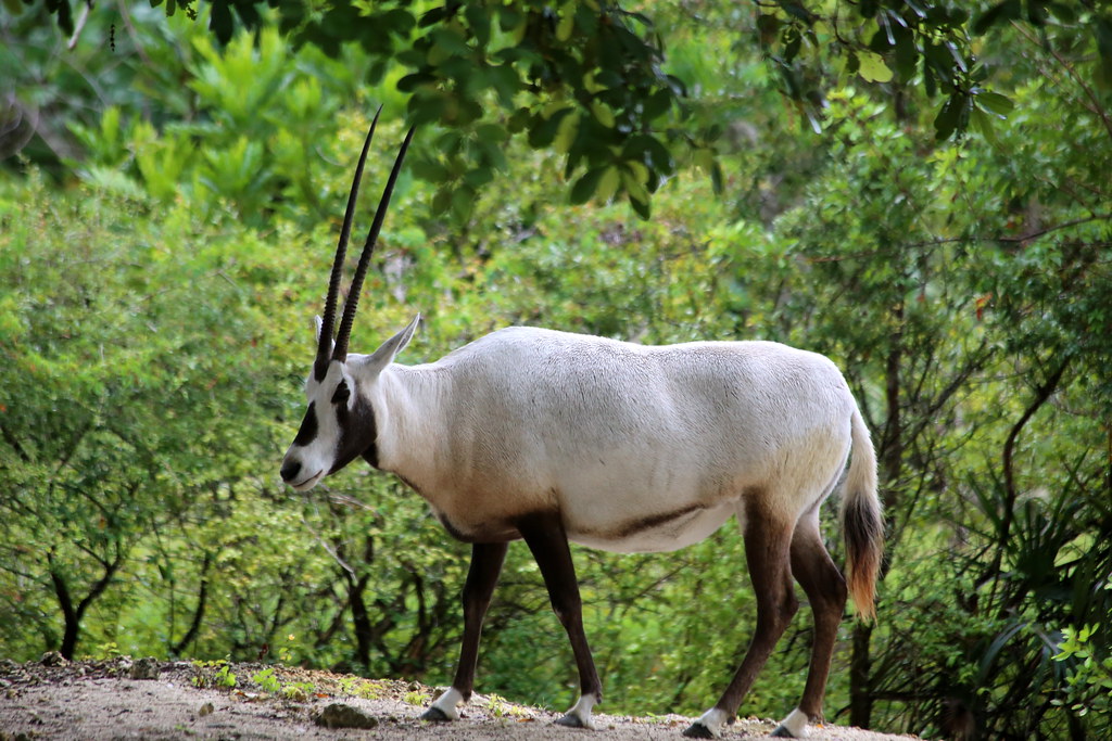 Arabian Oryx: Returned from Extinction in the Wild