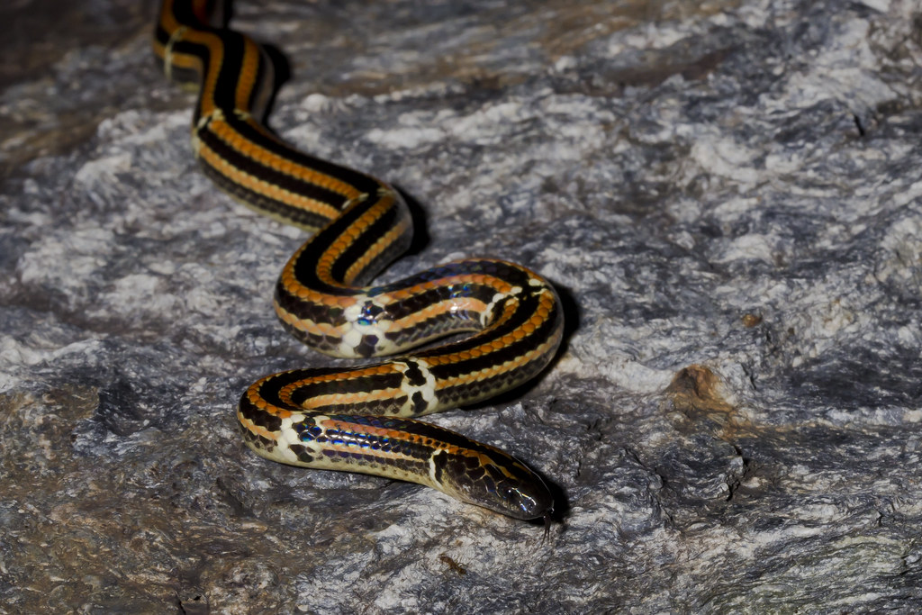 Myth 11: You Can Tell a Venomous Snake by Its Head Shape