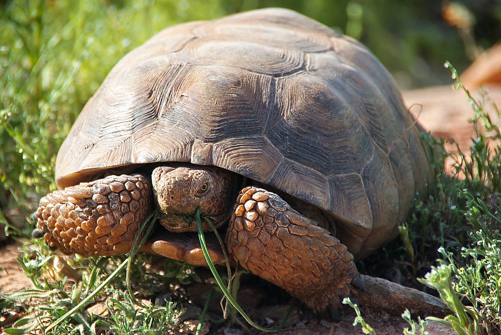 Dietary Habits and Foraging Behaviors