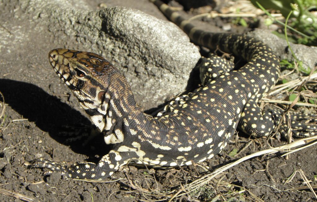 Argentine Black and White Tegus