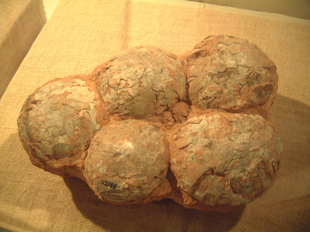 Fossil Eggs