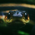 snake, garter, nature, reptile, scales, wild, wildlife, macro, closeup, eye, animal