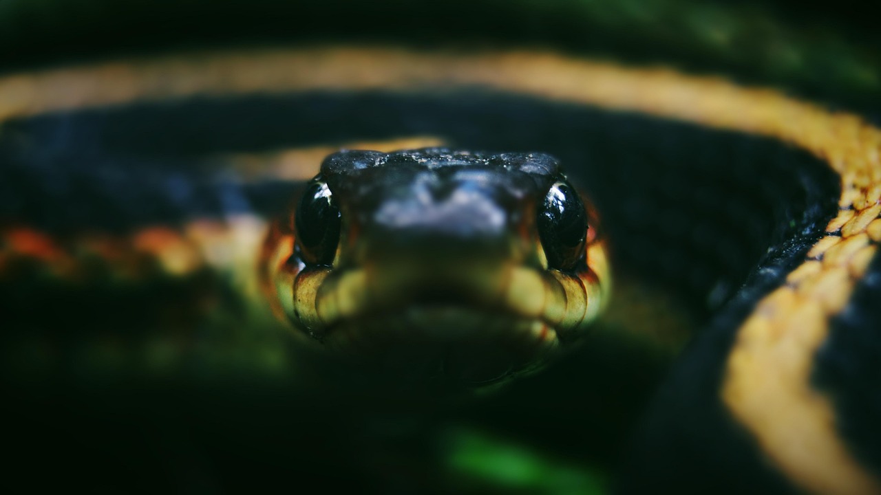 snake, garter, nature, reptile, scales, wild, wildlife, macro, closeup, eye, animal