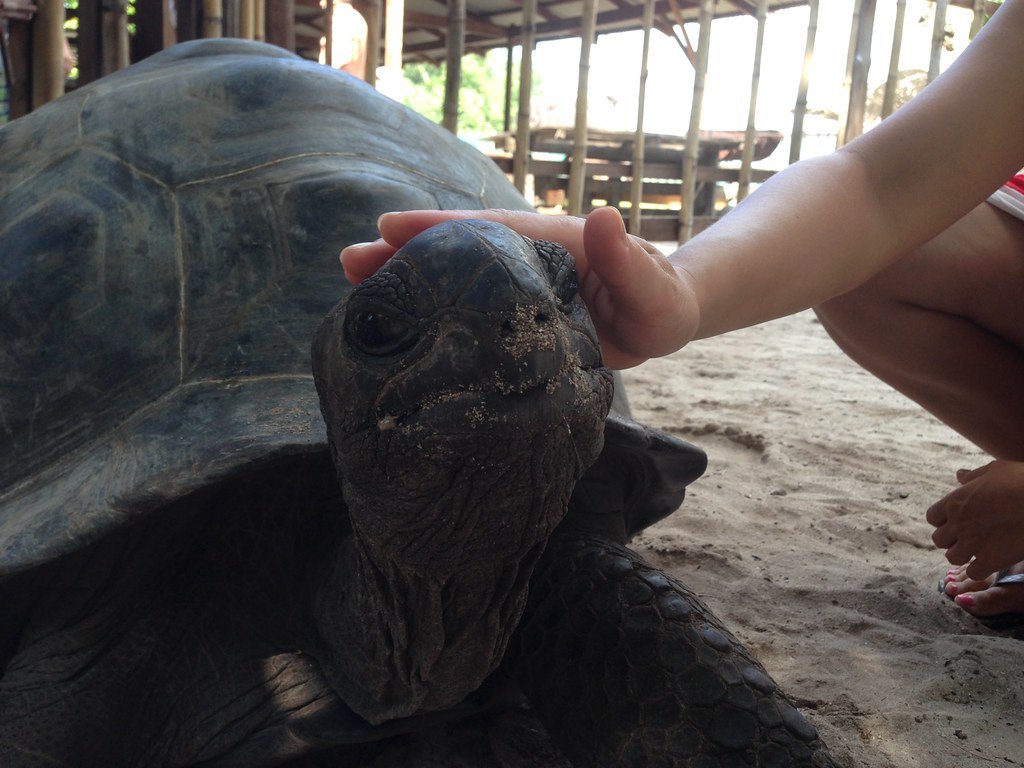 Conclusion: The Rewarding Challenge of Tortoise Companionship