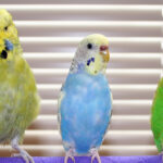 English Budgie vs American Parakeet