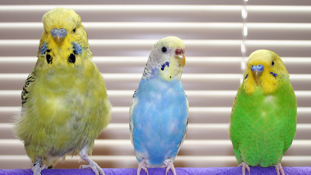 English Budgie vs American Parakeet