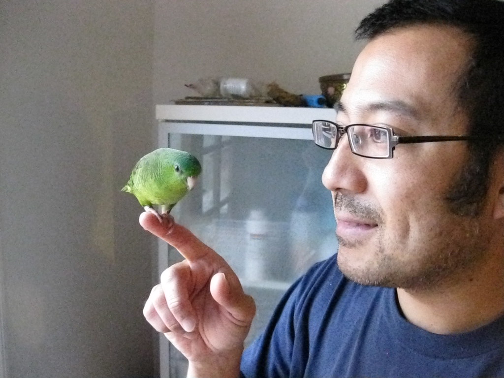 Lineolated Parakeet