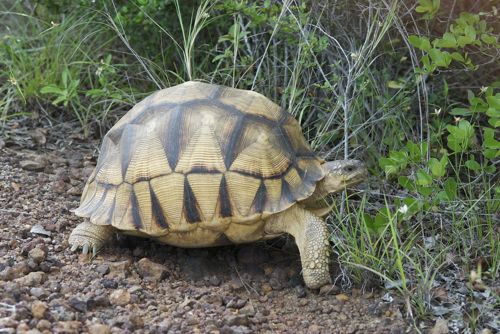 Ploughshare Tortoise