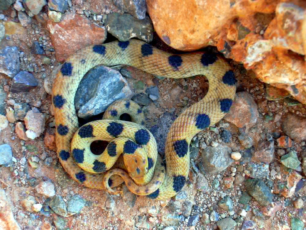 Beetz's Tiger Snake Telescopus beetzii