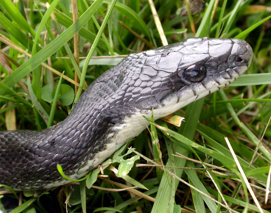 black Rat Snake