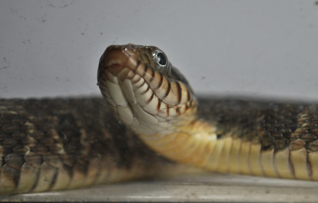 Blotched Water Snake, Nerodia erythrogaster transversa