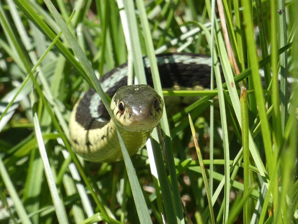 A curious garter snake--Explored