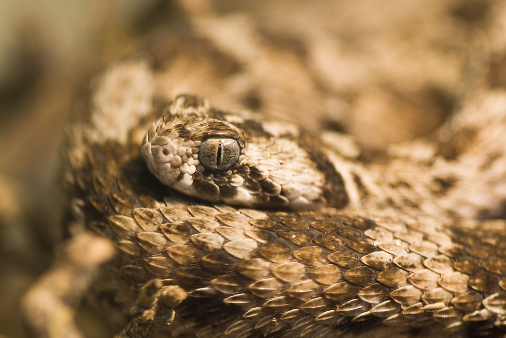 Saw-scaled Viper (Echis carinatus)