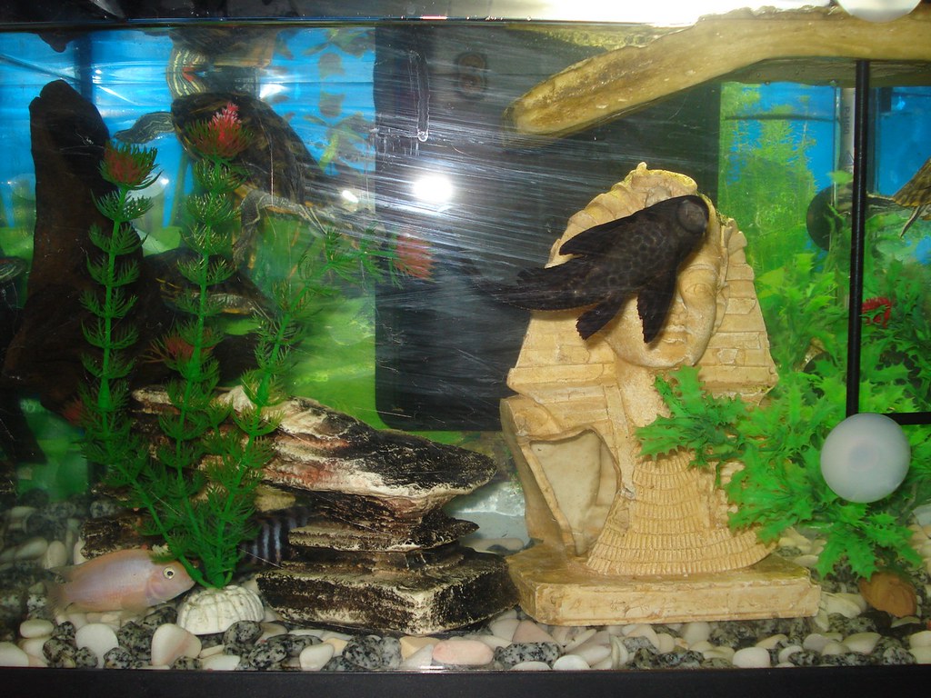 Cohabiting Incompatible Species