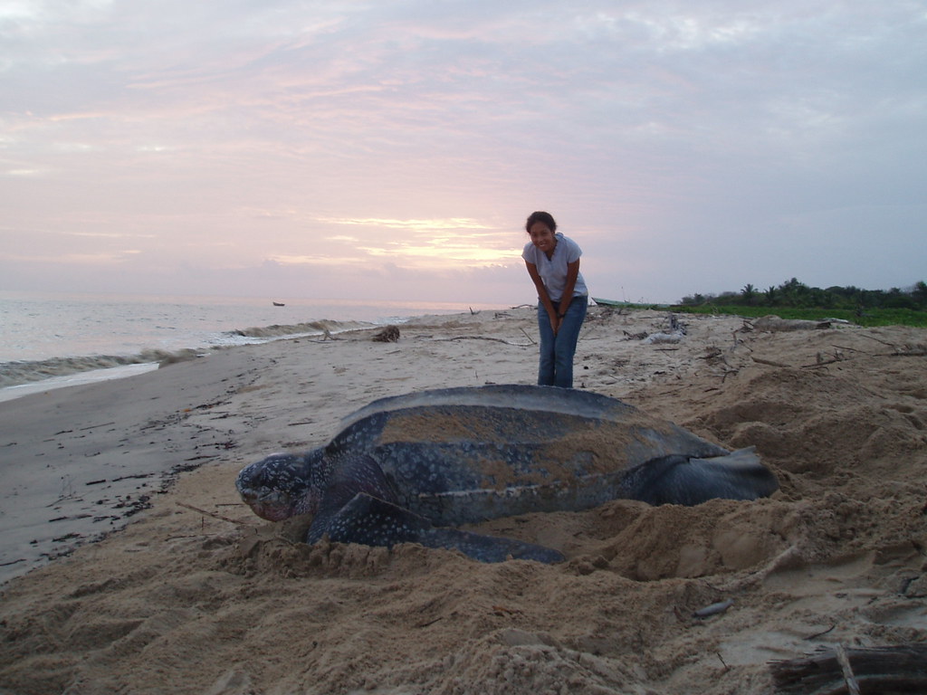 The Leatherback Is the Largest Sea Turtle Species