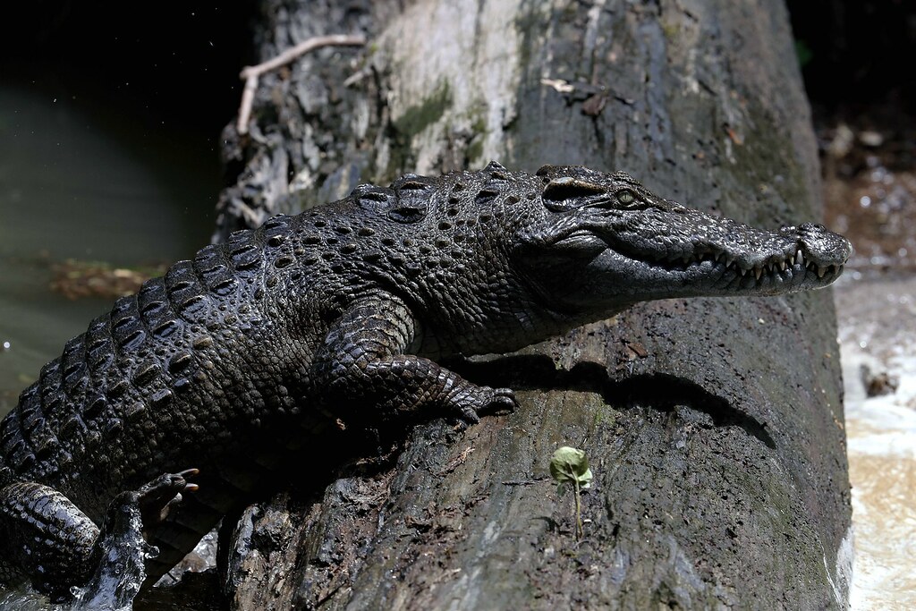 10. Siamese Crocodile (Crocodylus siamensis)