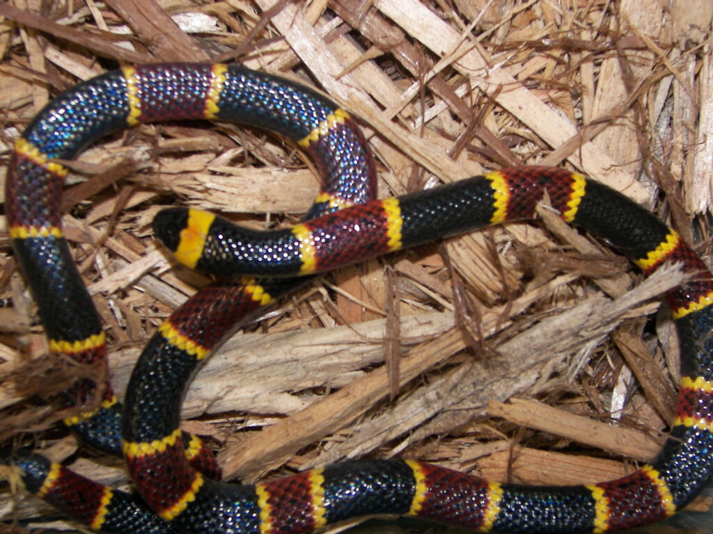Coral Snake: Beautiful but Deadly