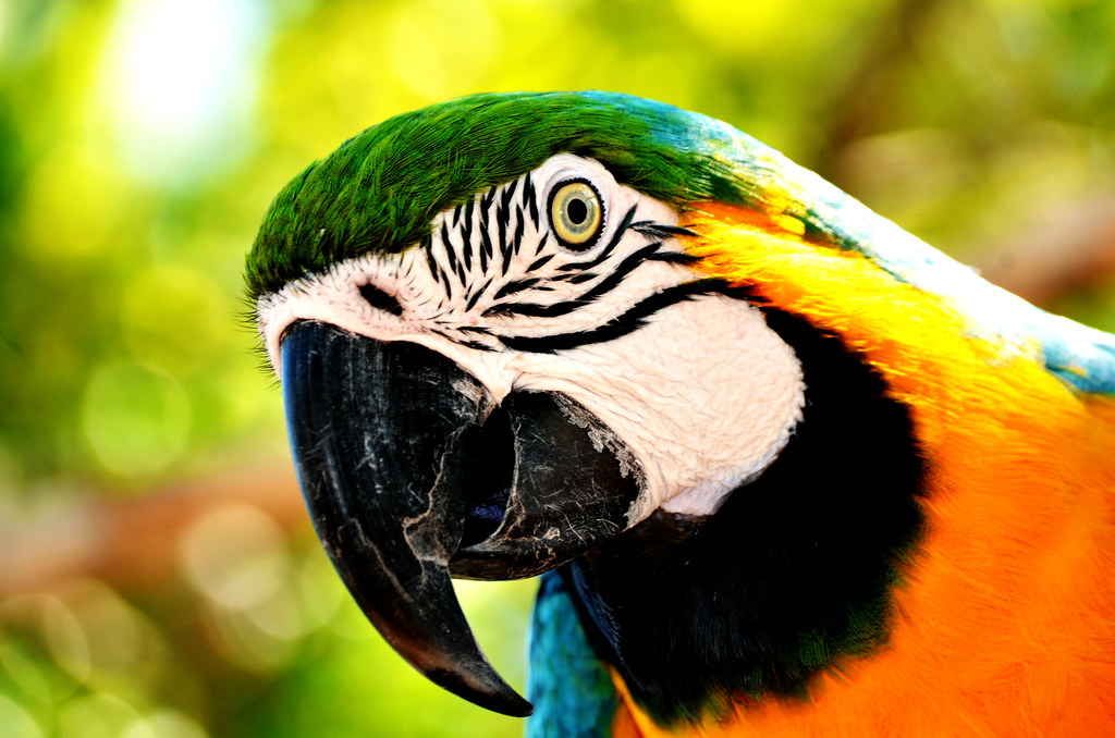 Arara-de-barriga-amarela
