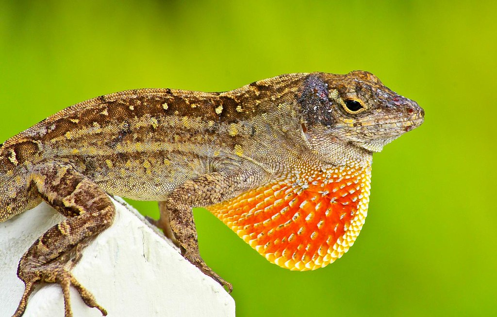 Brown anole displaying on fencepost