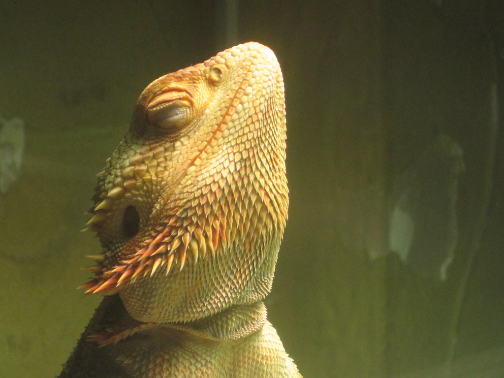 bearded dragon